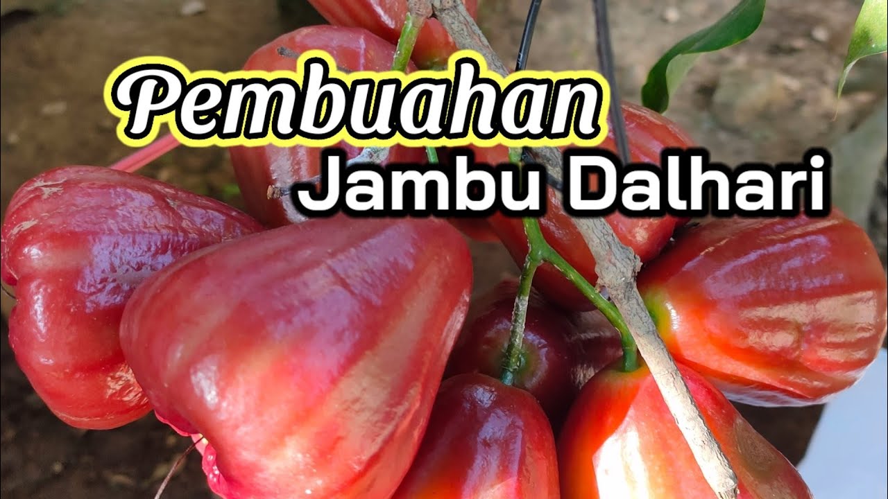 Cara Membuahkan Jambu Dalhari