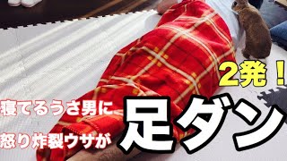 寝たフリしたらウサギに2度も足ダンされた Rabbit's foot Dan #300