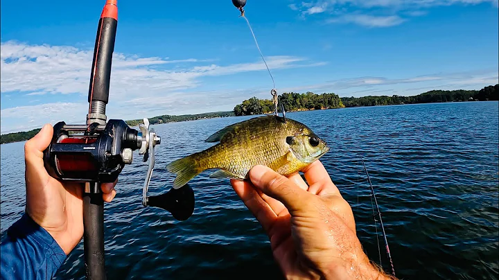 The Truth About Live Bait vs Cut Bait for Flathead Catfish