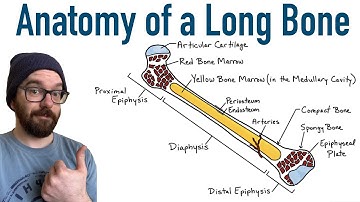 Anatomy of a Long Bone