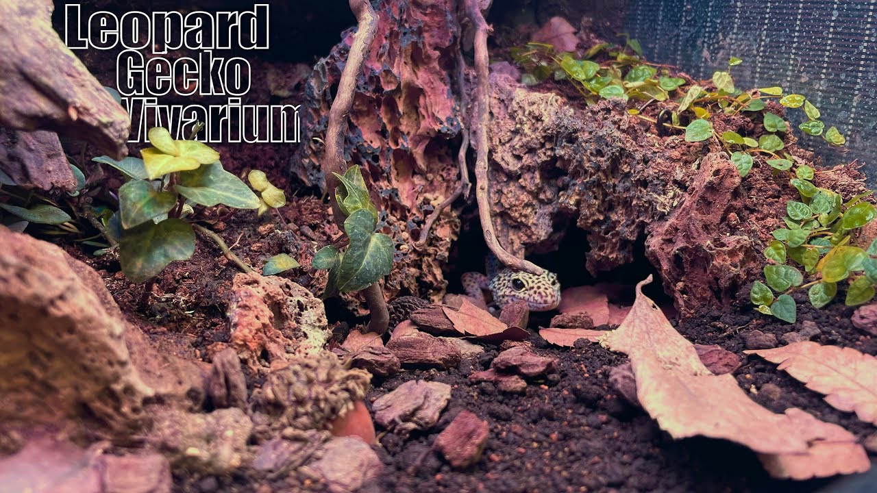 Creating a VIVARIUM of Leopard Geckos With Thriving Plants - YouTube