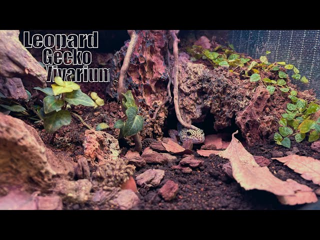 Creating a VIVARIUM of Leopard Geckos With Thriving Plants - YouTube