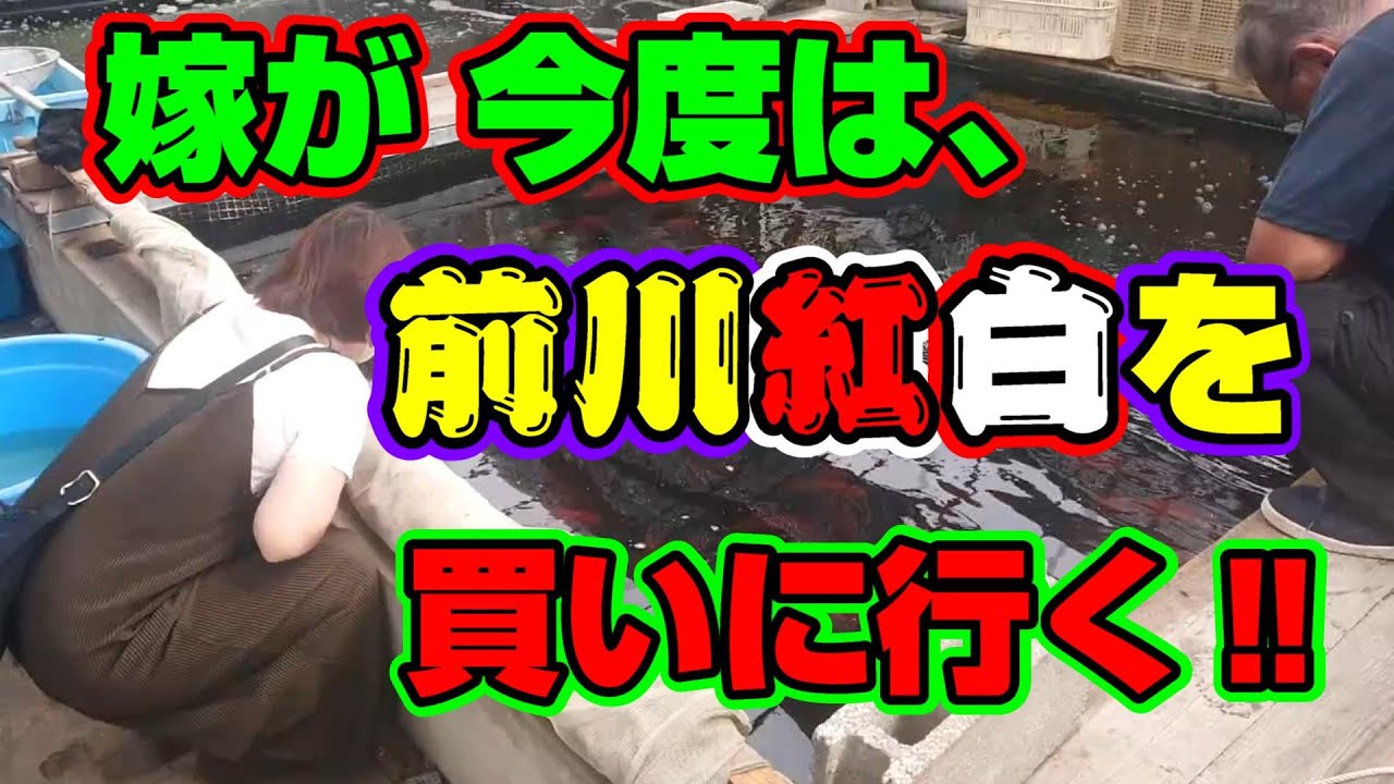 【汚池再生計画】『嫁』が、長崎県まで錦鯉「前川紅白」を買いに行ってきました‼#前川紅白＃錦鯉＃紅白＃koipond#koi