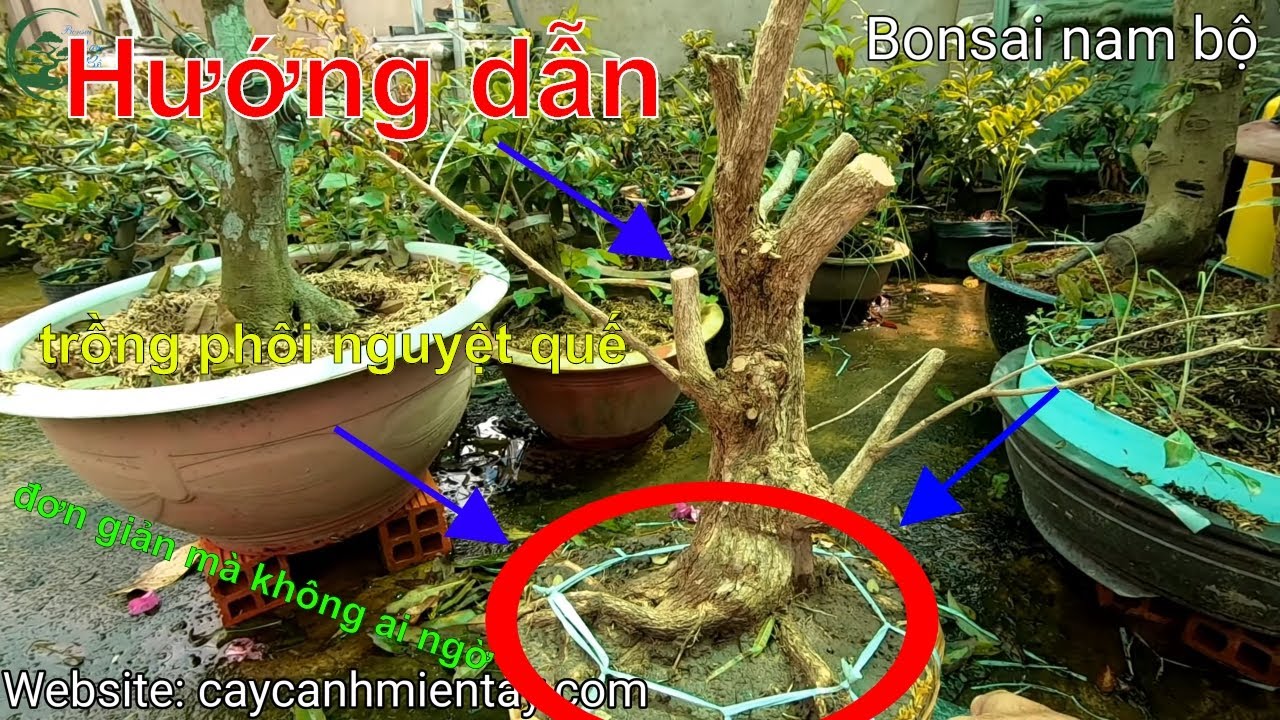 Hướng dẫn trồng nguyệt quế nên xem để biết | Bonsai nam bộ