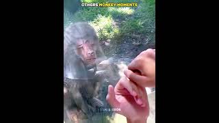 Others funny monkey moments vs last one💀#trollface #edit #troll