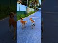#dogshorts #dogvideos #dogyoutube #doğuakdeniz #youtubevideos #viralshort