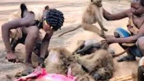 Hadzabe Hunter Wild Catch Massive Baboon Monkey way of #Cooking and Eat #hadzabe, #villagefood,