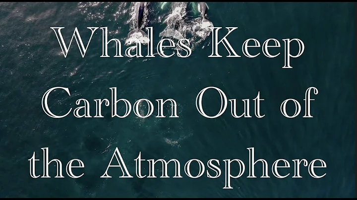 Whales Keep Carbon Out of the Atmosphere by Josett...