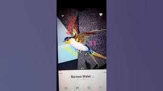 Salah 1 Simple Mp3 Walet Andalan Team Borneo Walat11,SP Barito   Mp3 Dalam Rilis.