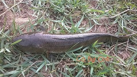 Câu cá lóc bằng vịt con và cái kết dính 2con cá...phần 1