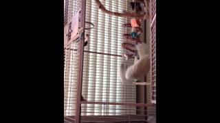 Luna the cockatoo swinging by Valerie Bryden 144 views 10 years ago 2 minutes, 4 seconds
