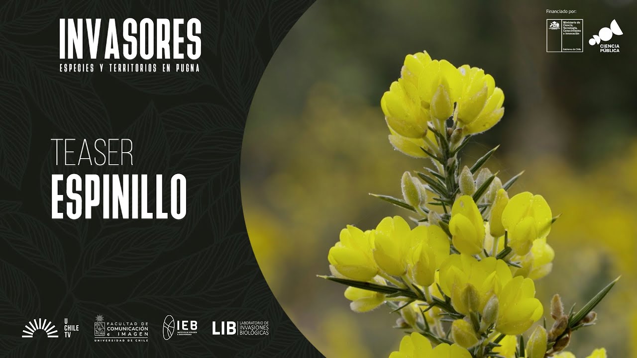 El Desconcierto | https://www.youtube.com/embed/7E9vZdSURdM&ab_channel=UChileTV