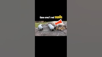 🐌 These Robotic Snails Can Climb Walls and Swarm Like Sci-Fi Tech! #robots #innovation