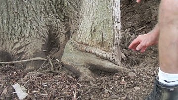 How to Assess Girdling Roots