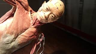 Human Bodies Exhibit - Las Vegas