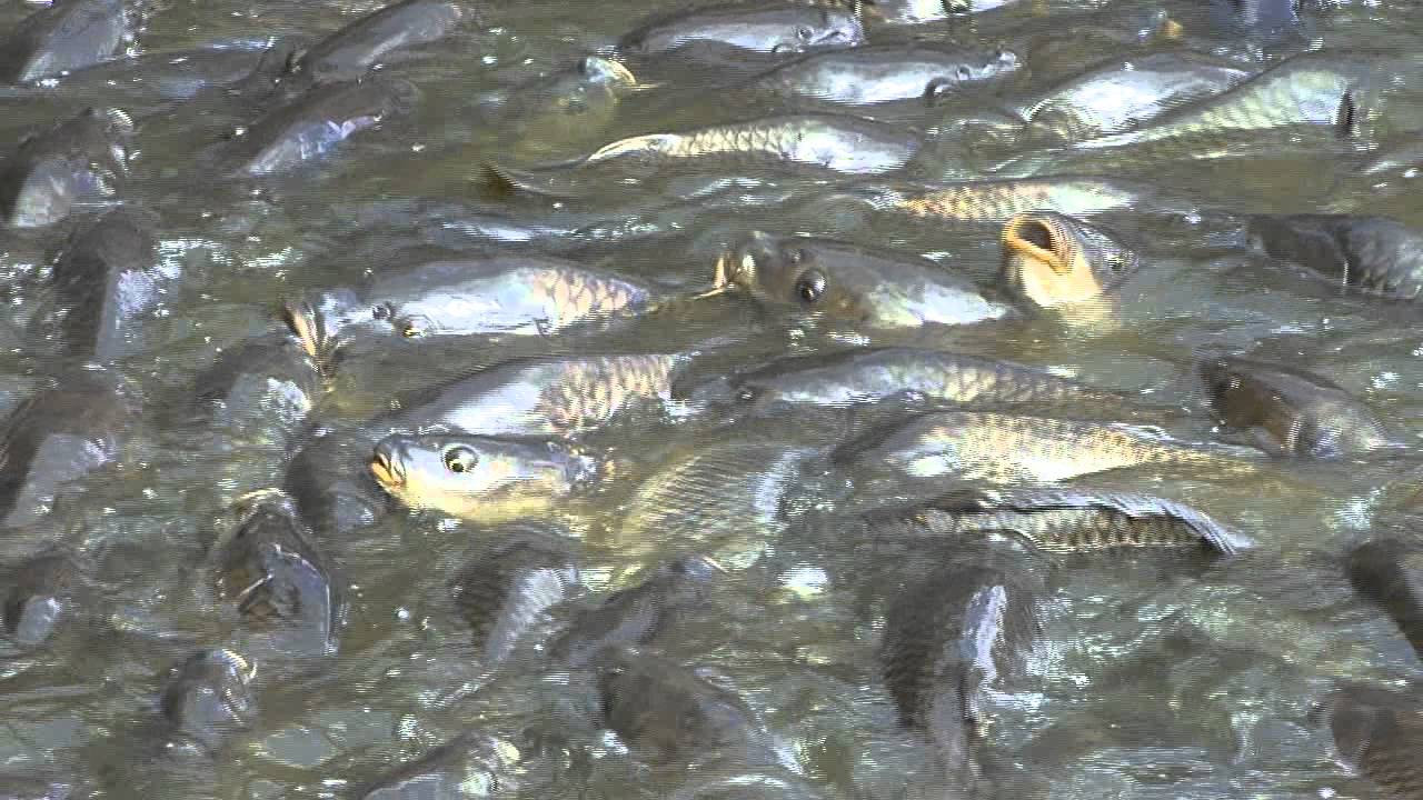 Where the Ducks Walk on the Fish, Linesville, Pennsylvania YouTube