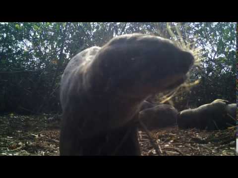 Otter sneeze!