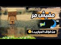 مفيش م ر أ مر من فراق الحبايب 