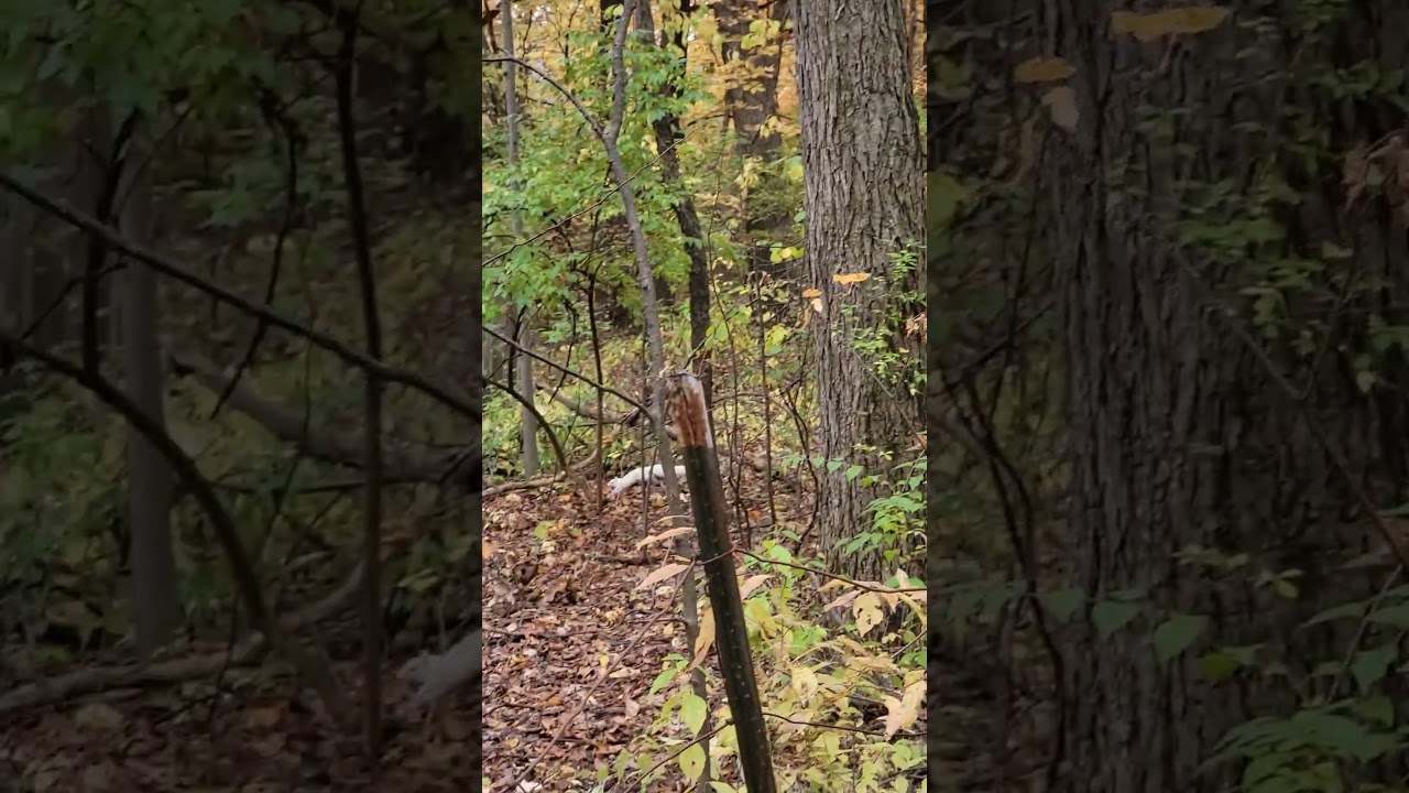 Albino squirrel sighting 
