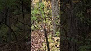 Albino squirrel sighting #hunting