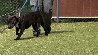 WNCT.com’s Best of Pets: Jack