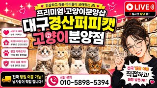 💖"신입아가 공개"💖 심장폭행 주위!" #고양이 #고양이분양 #애견분양 #라이브 #live