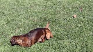 Mini Dachshund Puppies For Sale