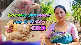 Gwjang bwthwr..ao Dao ni Beram #babaldproduction #villagelife #chickenfarming #farminglife