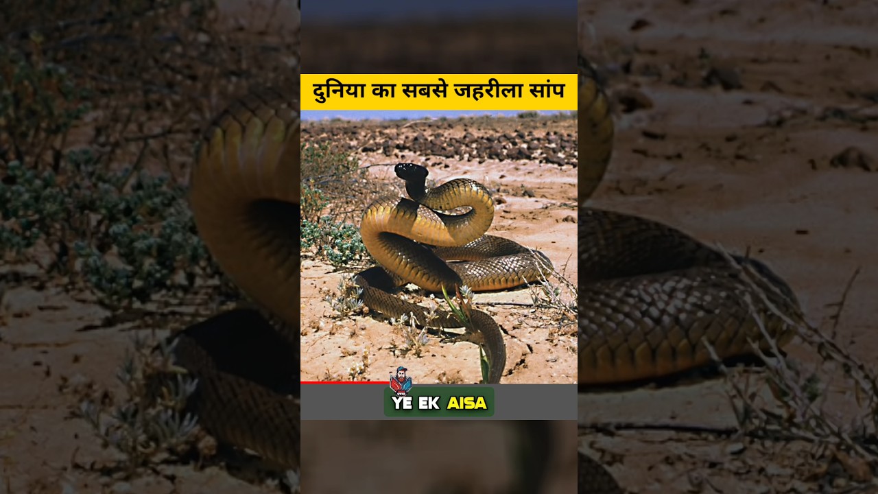 Inland Taipan Snake Facts 