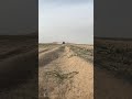 تويوتا تندرا باب واحد تويوتا تندرا باب واحد