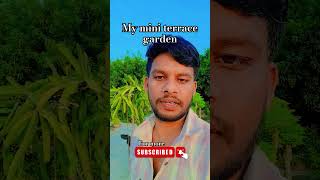 Mera Garden: Terrace Par Kaunse Paudhe Lagaye? ✨ #Gardening