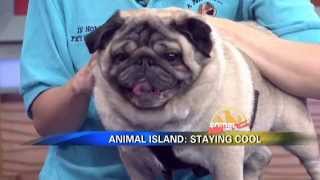 News 12's Animal Island - Summertime Safety with In Home Pet Services &Luigi the Pug