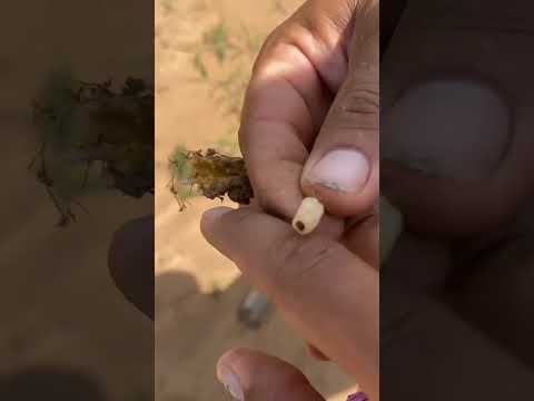 Video: Cómo controlar los barrenadores de la vid de calabaza