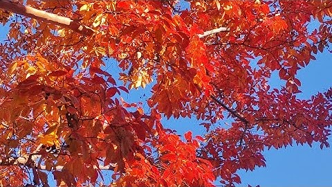 3 Trees That Will BLOW Your Mind This Fall 🍂|Nature