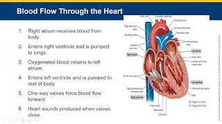 chapter 10 cardiovascular and lymphatic system