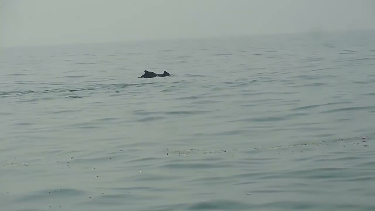 Happy Pics Tourism - Destination India - Bharat Dekho - incredible india - GOA - Dolphin spotting