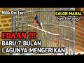 MEWAH..!! Murai Batu Gacor Isian Kapas Tembak Sambung Cililin Lovebird Kenari Dll