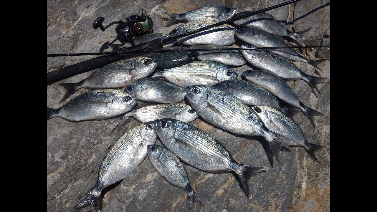 Micro Shore Jigging for Saddled Breams! Feat. ZENAQ Damper S90RG