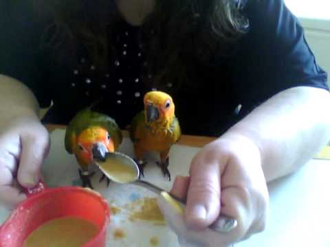Hand feeding Sun Conure Parrots with a spoon and not a syringe. Hand feeding Sun Conure Parrots with a spoon and not a syringe.