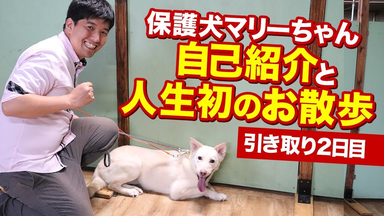 保護犬マリーちゃんの自己紹介と人生初のお散歩 引き取り2日目 Youtube
