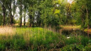 4K - Bird Song of The Floodplains & Wetlands - Forest Sounds - Relaxing Nature Sounds