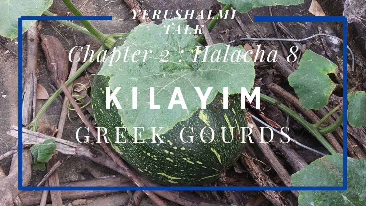 Yerushalmi Daf Yomi Greek Gourds Kilayim Chapter 2 Halacha 8 Part 