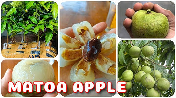 Cây Matoa Apple | 0386569374 - Ngọc Ngân Bến Tre | Chuyên cây độc lạ