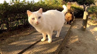 美しすぎる野良猫コンビ！青い瞳の白猫とモフモフの長毛猫