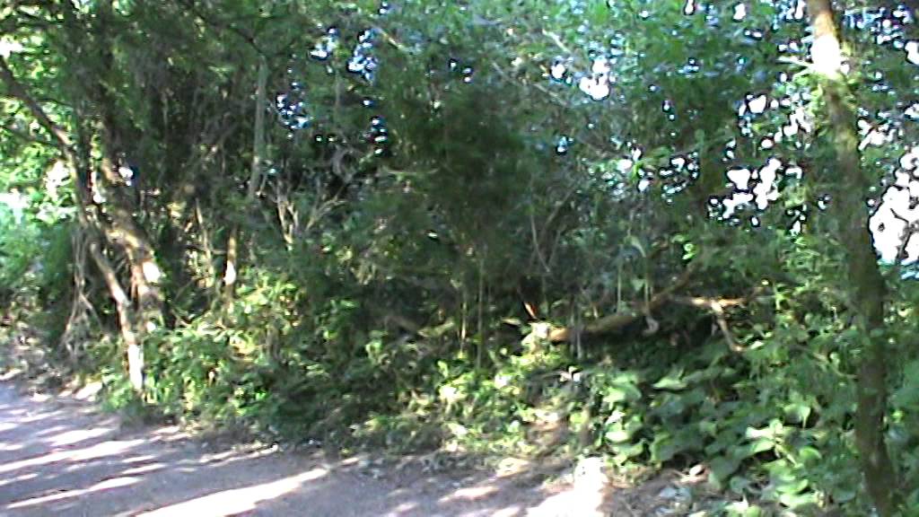 Birdsong through the traffic