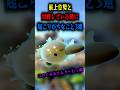 最上位勢と対戦してる時に起こりがちなこと3選【このくるるさんカービィ編】【スマブラSP】