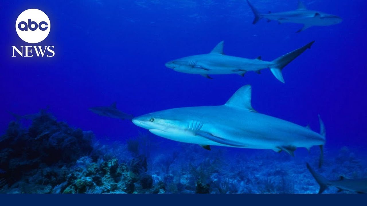 10-year-old shark attack victim returns to U.S.