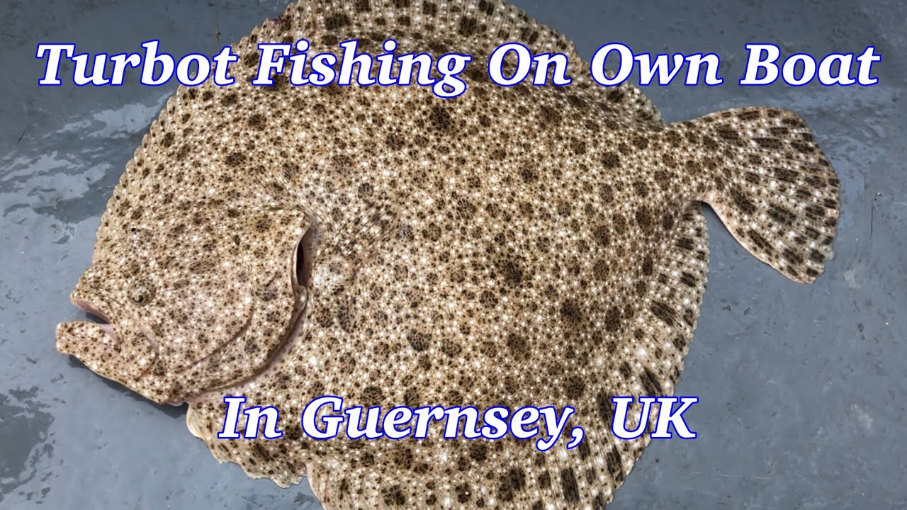 Turbot Fishing From Boat In UK Waters YouTube