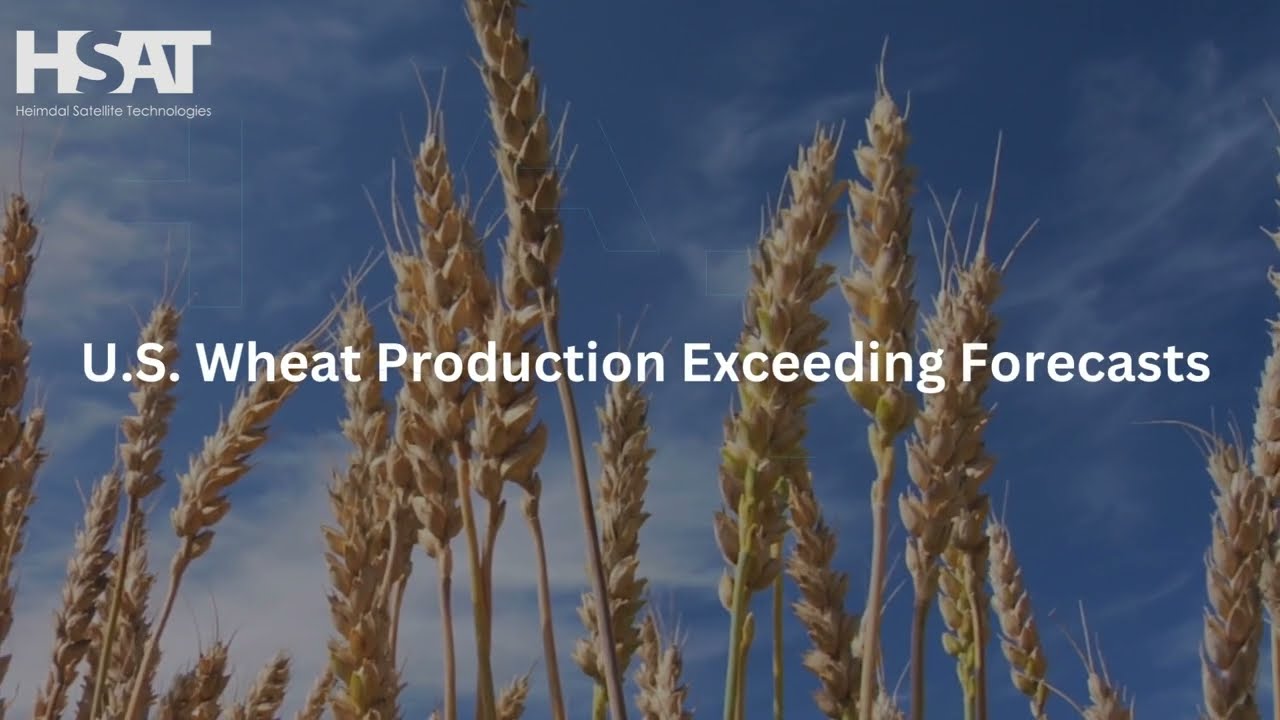 US Wheat Production Bigger Than Forecasts