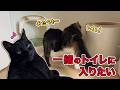お兄ちゃんと一緒のトイレに入りたい猫がかわいい